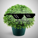 bush-corner avatar