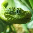 bush-viper-cutie avatar