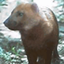 bushdog avatar