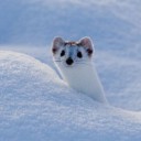 busterbreakers avatar