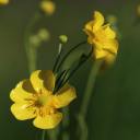 buttercupcookies-blog avatar