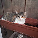 butterflyshusband avatar