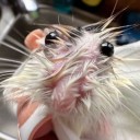 cabaretteshoo avatar