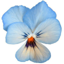 cacophonyofmind avatar