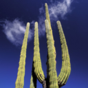 cactusinthebreeze avatar