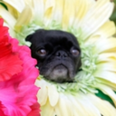 cactuswhisperer avatar