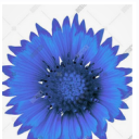 caeruleansmusings avatar