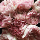 cafeandfleurs avatar