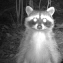 caffeineracoon avatar