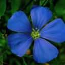 calamityplanet avatar