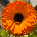 calenduladream avatar