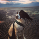 calliesaurusrex avatar