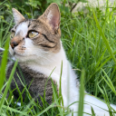 calling-astronauts avatar