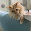 callinggallifrey avatar