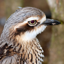 callofthecurlew avatar