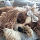 callsign-reverie avatar