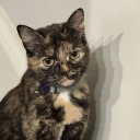 callsignhyena avatar