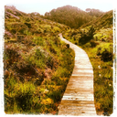 camillafurnes avatar