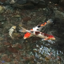 campanulalactiflora avatar