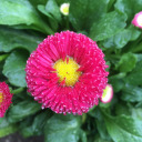 can-do-cassowary avatar