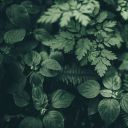 canadas-left-tiddy avatar