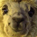 canaryalpaca avatar