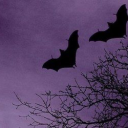 candlelightslut avatar