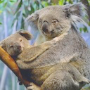 candycornturtleuwu avatar