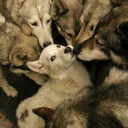 caninecomfort avatar