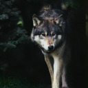 caninecry-blog avatar