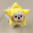 canineflesh avatar