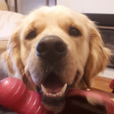 caninekeeping avatar