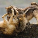 canis-constellate avatar