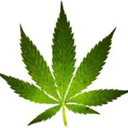 cannabis4oregon-blog avatar