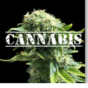 cannabisfb avatar