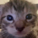 cannedplatypus avatar