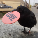 caos-de-bolsillo avatar