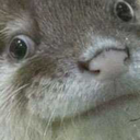 capnblooprint avatar