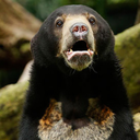 capnhelarctos avatar