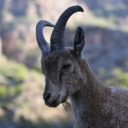 capran-mischief avatar