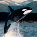 capricornwhale avatar