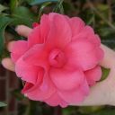 captain-chaos-turtle avatar