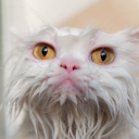 captain-cheeseboi avatar