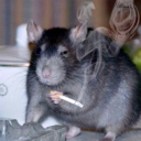 captain-echinoid avatar