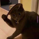 captaincowbae avatar