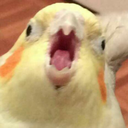 captainhobbithood avatar