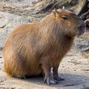 capybarasaregods avatar