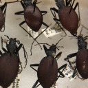 carabid avatar