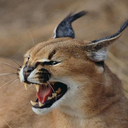 caracalkit avatar