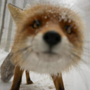 carbonbasedlifestyle avatar